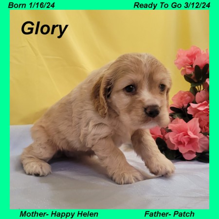 puppy, for, sale, Cocker Spaniel, Joe & Cherri  Overlease, dog, breeder, Miller, MO, dog-breeder, puppy-for-sale, forsale, nearby, find, puppyfind, locator, puppylocator, aca